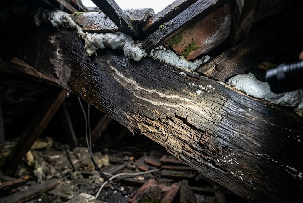 Damp or a musty loft